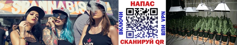 где можно купить наркотик Кедровый Бошки марихуана SATIVA & INDICA
